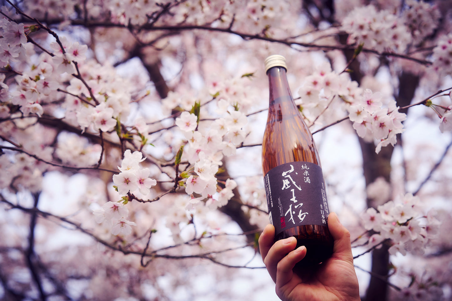 蔵王桜 純米